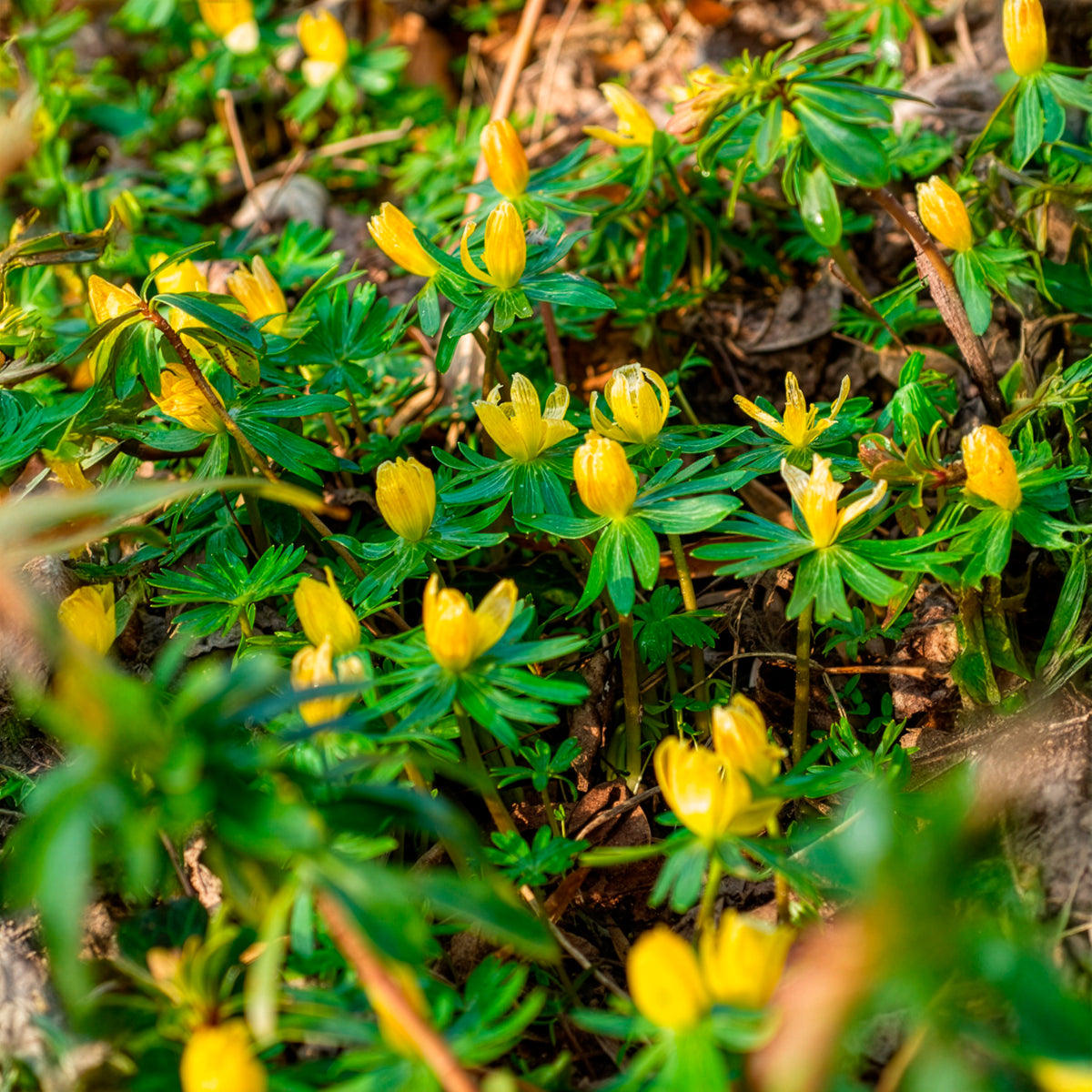 Vente 10 Helléborines - Plantes vivaces