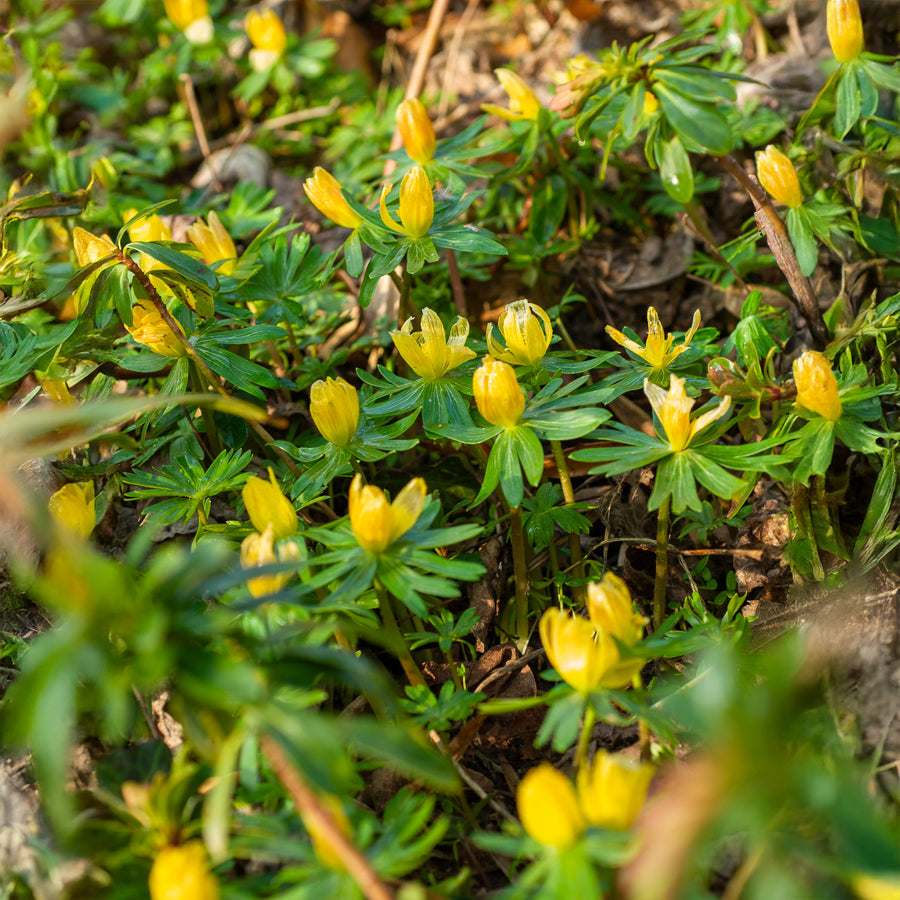10 Helléborines - Plantes vivaces - Bakker