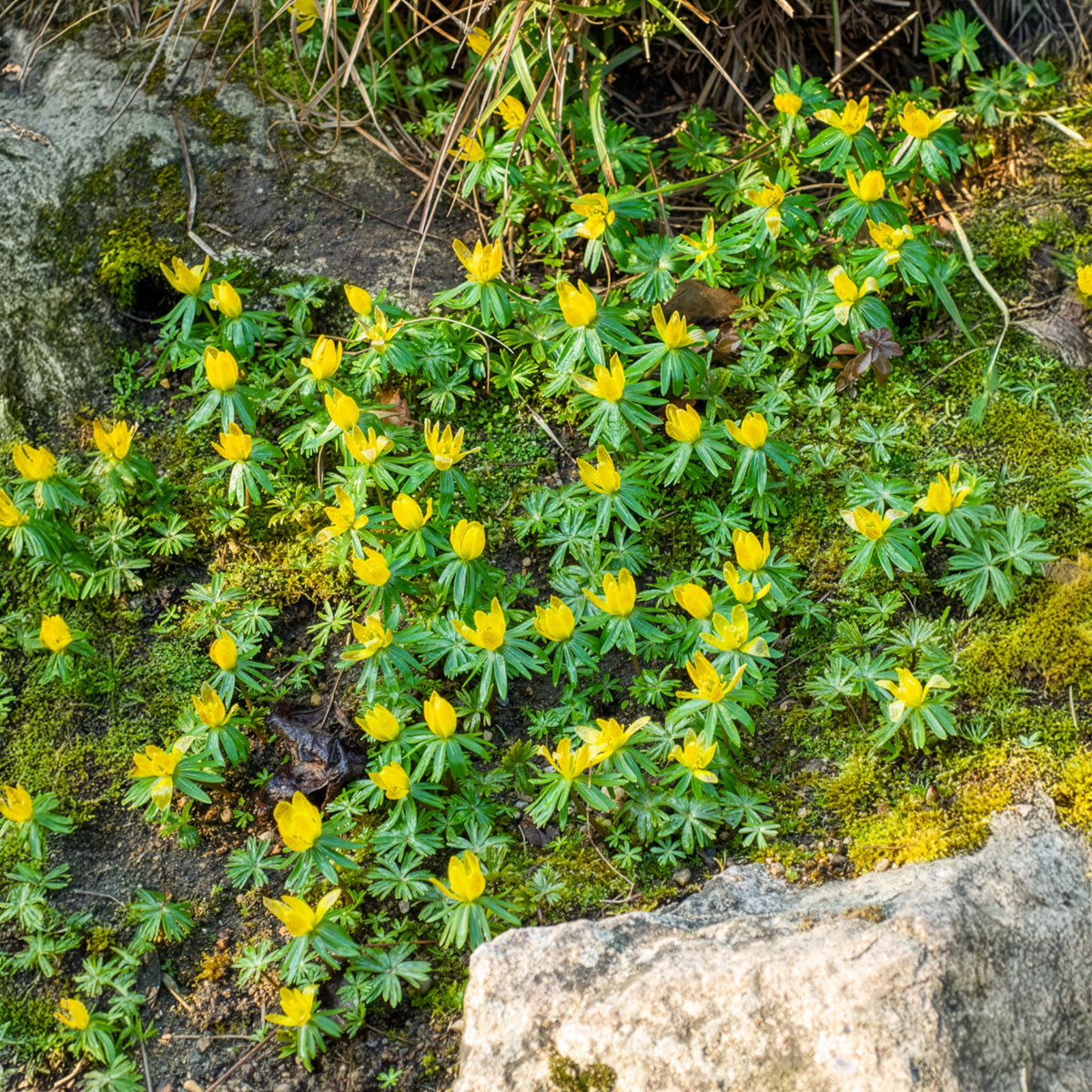 Vente Plantes vivaces - 10 Helléborines