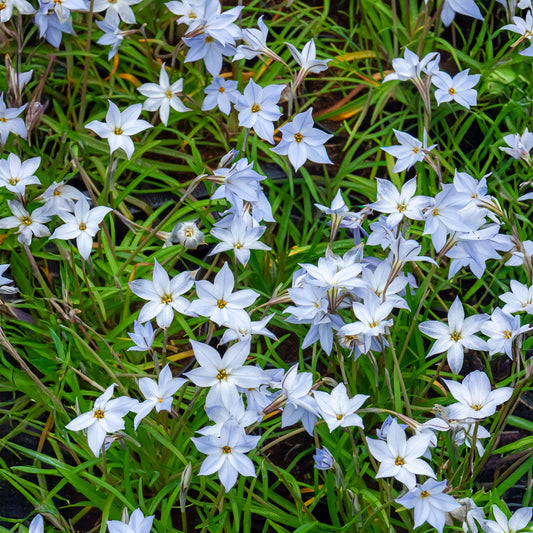 15 Etoiles de printemps Wisley Blue - Bakker