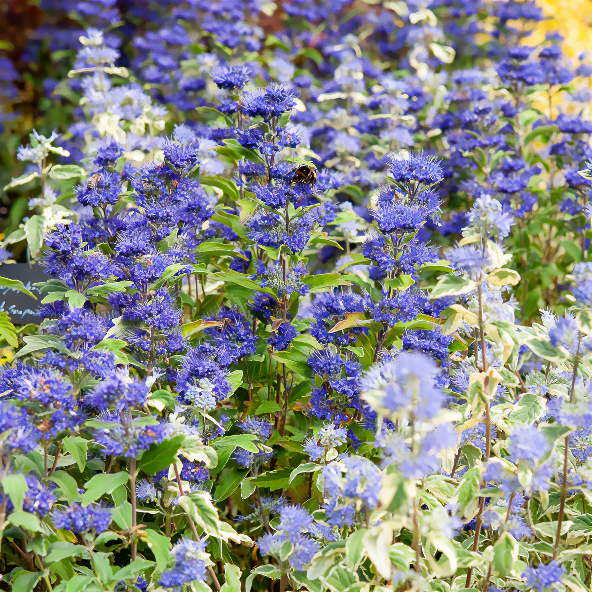 Caryopteris - Caryopteris Grand Bleu® Inoveris - Caryopteris clandonensis Grand Bleu ® Inoveris