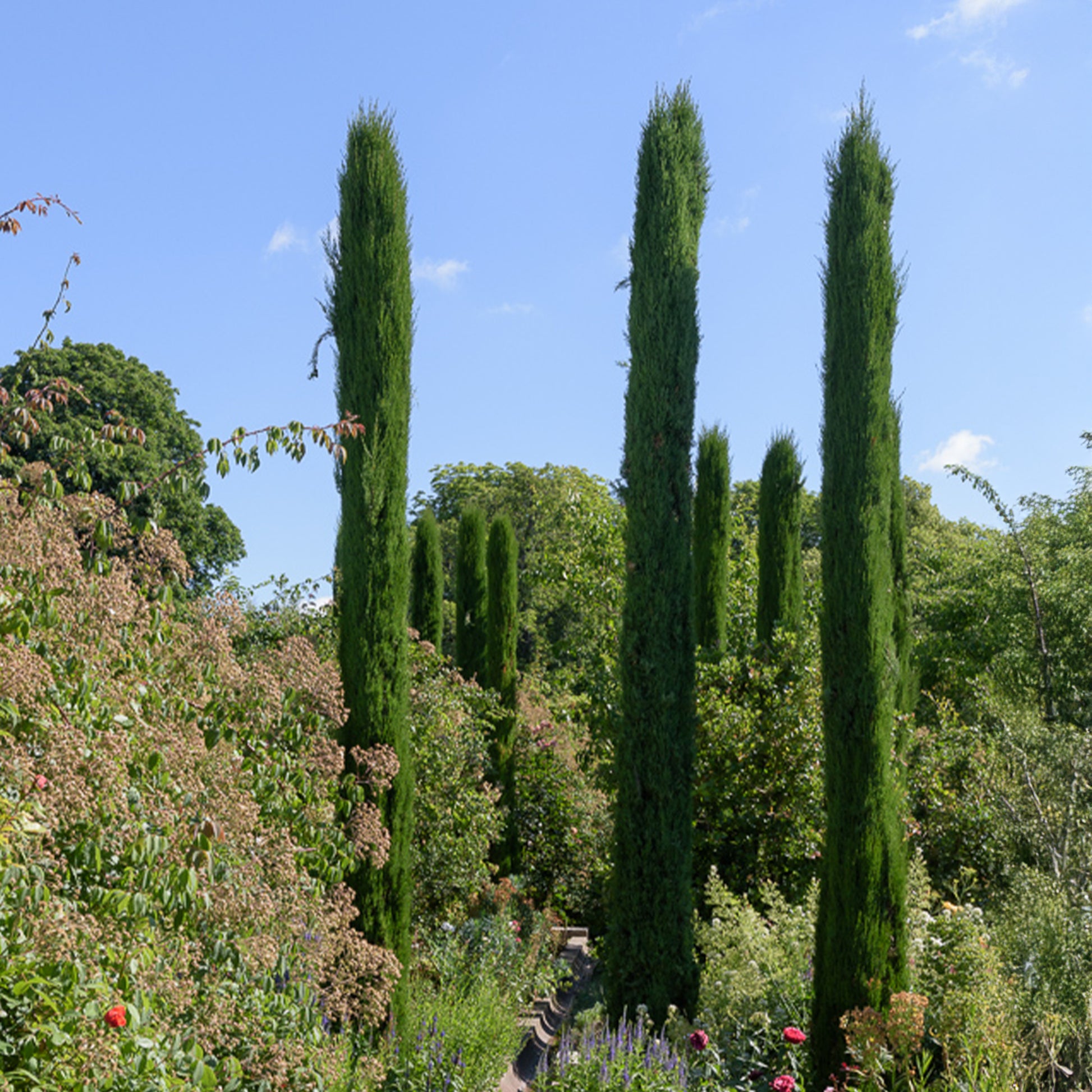 Cupressus sempervirens Stricta - Cyprès d'Italie Stricta - Conifères