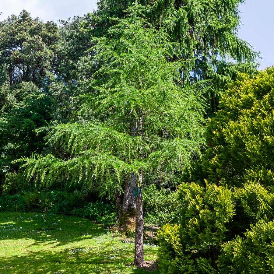 Mélèze - Mélèze d'Europe - Larix decidua