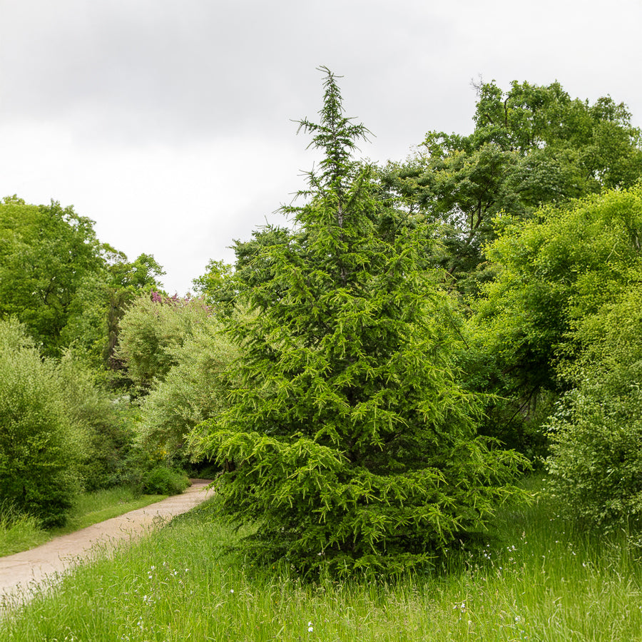 Mélèze d'Europe - Larix decidua - Bakker
