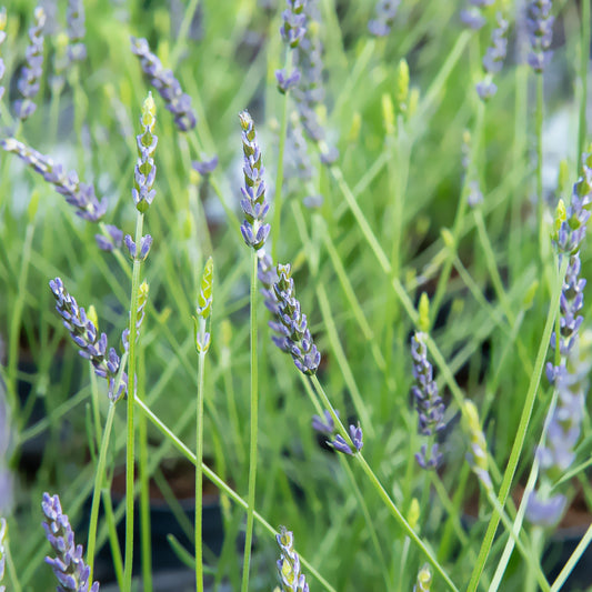 Lavandin Phenomenal® Niko - Bakker