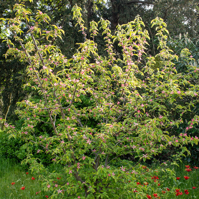 Cognassier de Chine - Pseudocydonia sinensis - Bakker