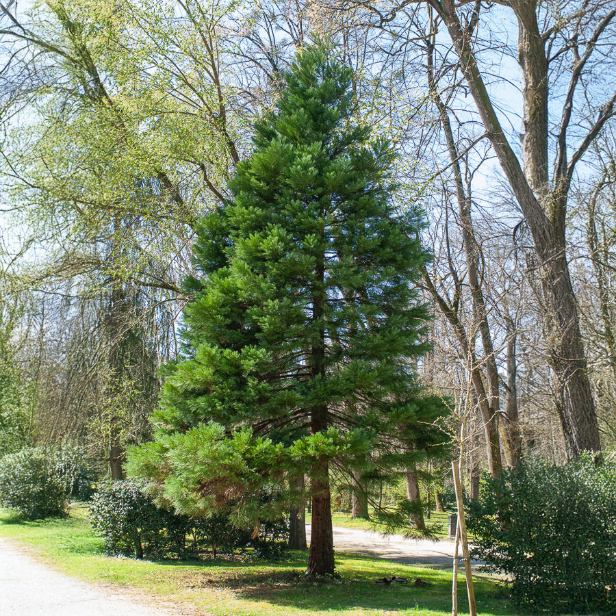 Sequoiadendron giganteum - Séquoia géant - Conifères