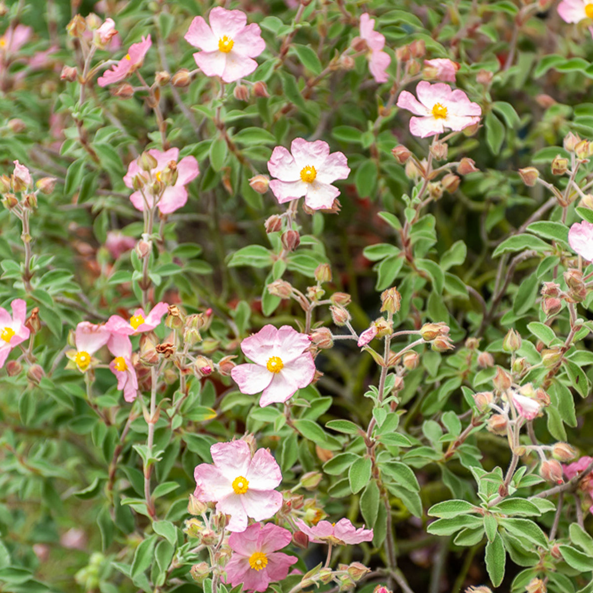 Ciste Silver Pink - Cistus x argenteus Silver Pink - Bakker