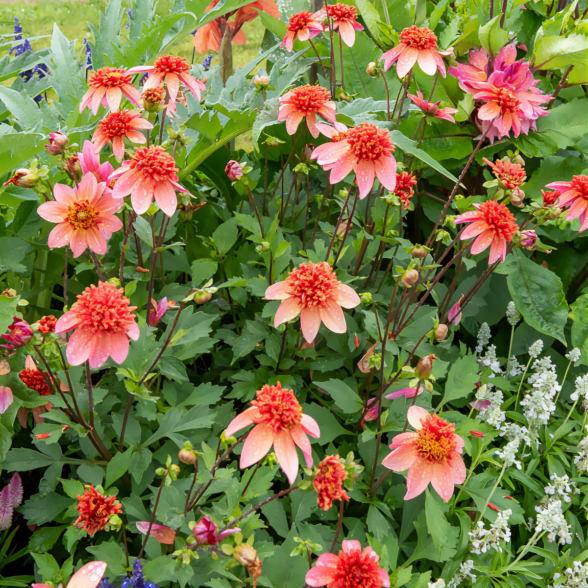 Bulbes de Dahlia - Dahlia anémone Totally Tangerine - Dahlia Totally Tangerine