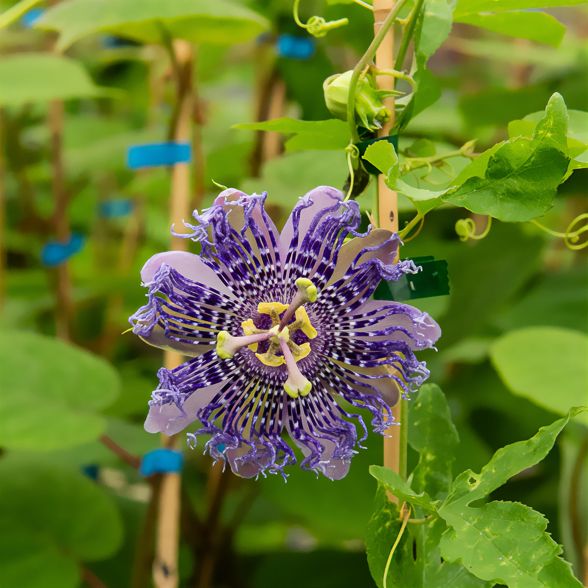 Passiflore - Passiflore Fata Confetto - Passiflora Fata confetto