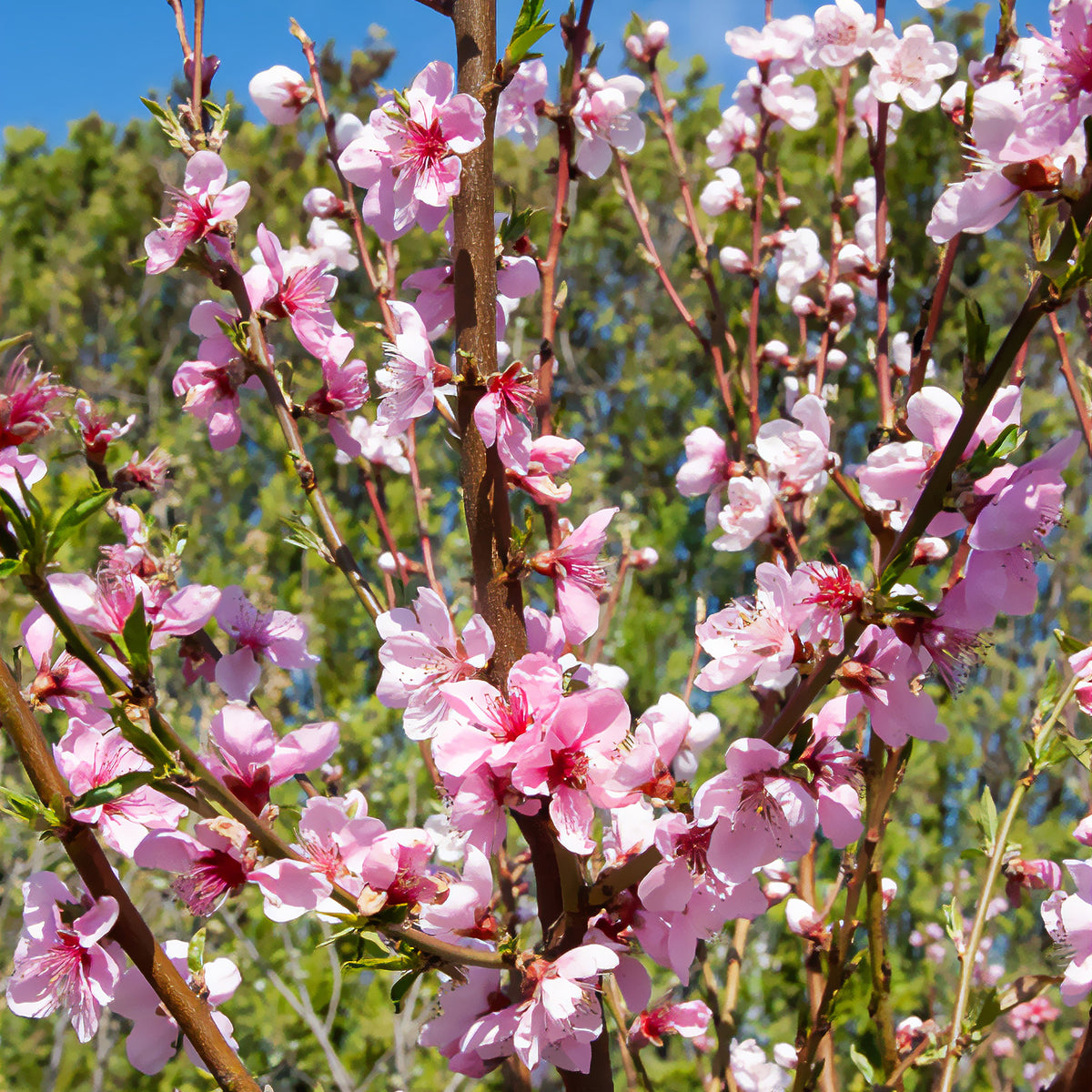 Prunus persica Saturne - Pêcher Saturne - Pêchers