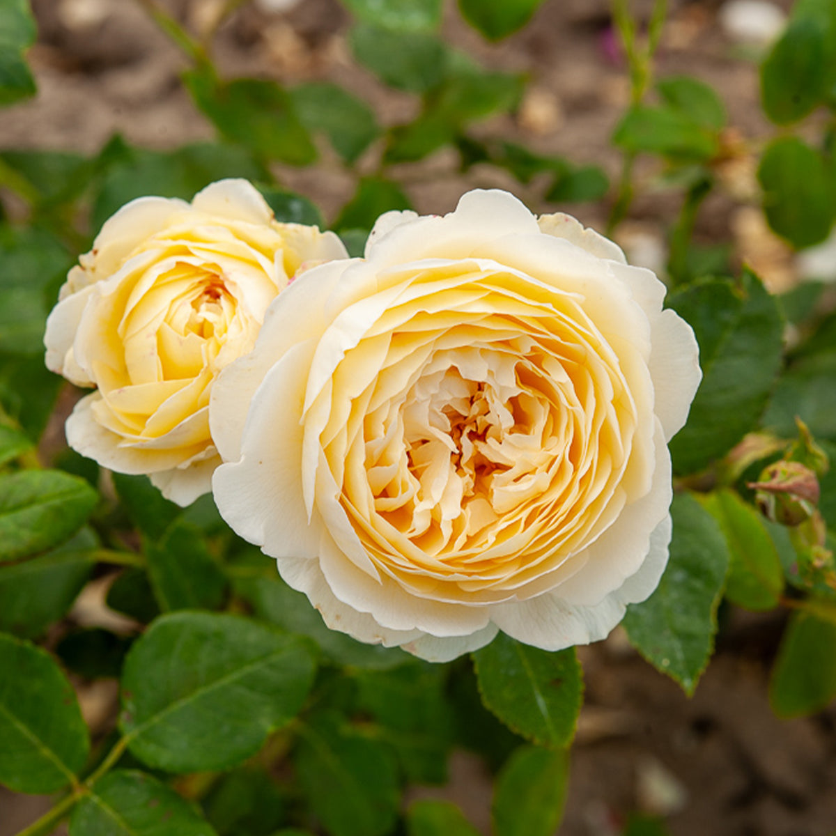 Rosa Claire Austin® Ausprior - Rosier anglais Claire Austin® - Rosiers