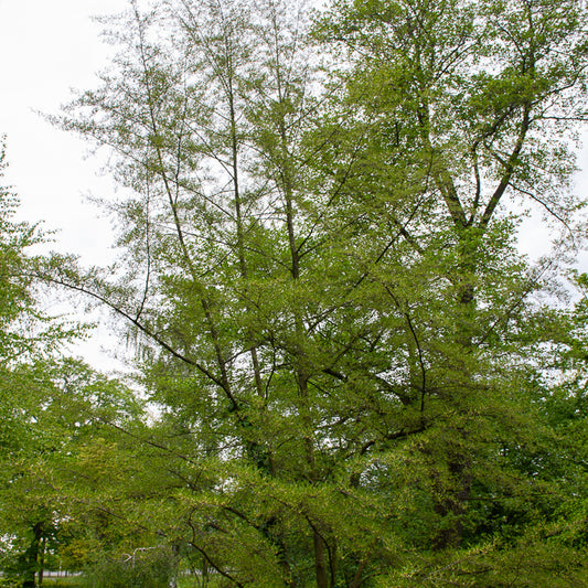 Aulne glutineux Imperialis - Bakker