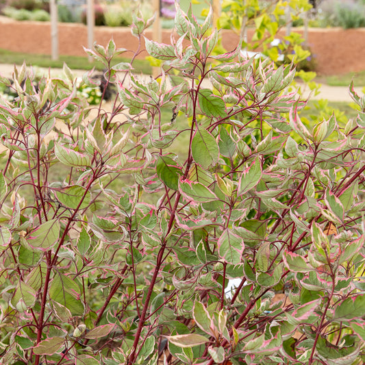 Cornouiller blanc Miracle® - Bakker