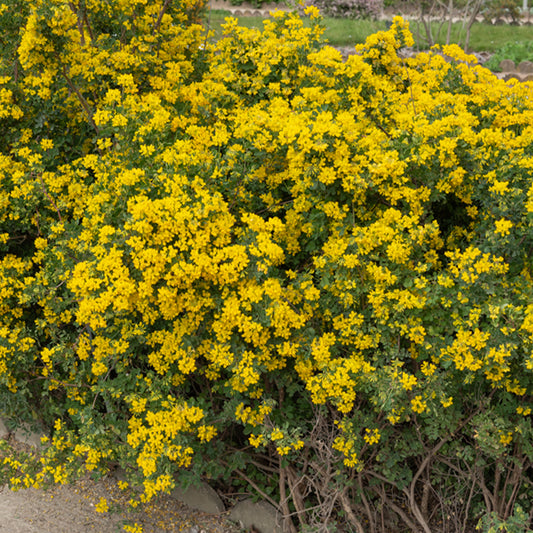Coronille glauque - Bakker