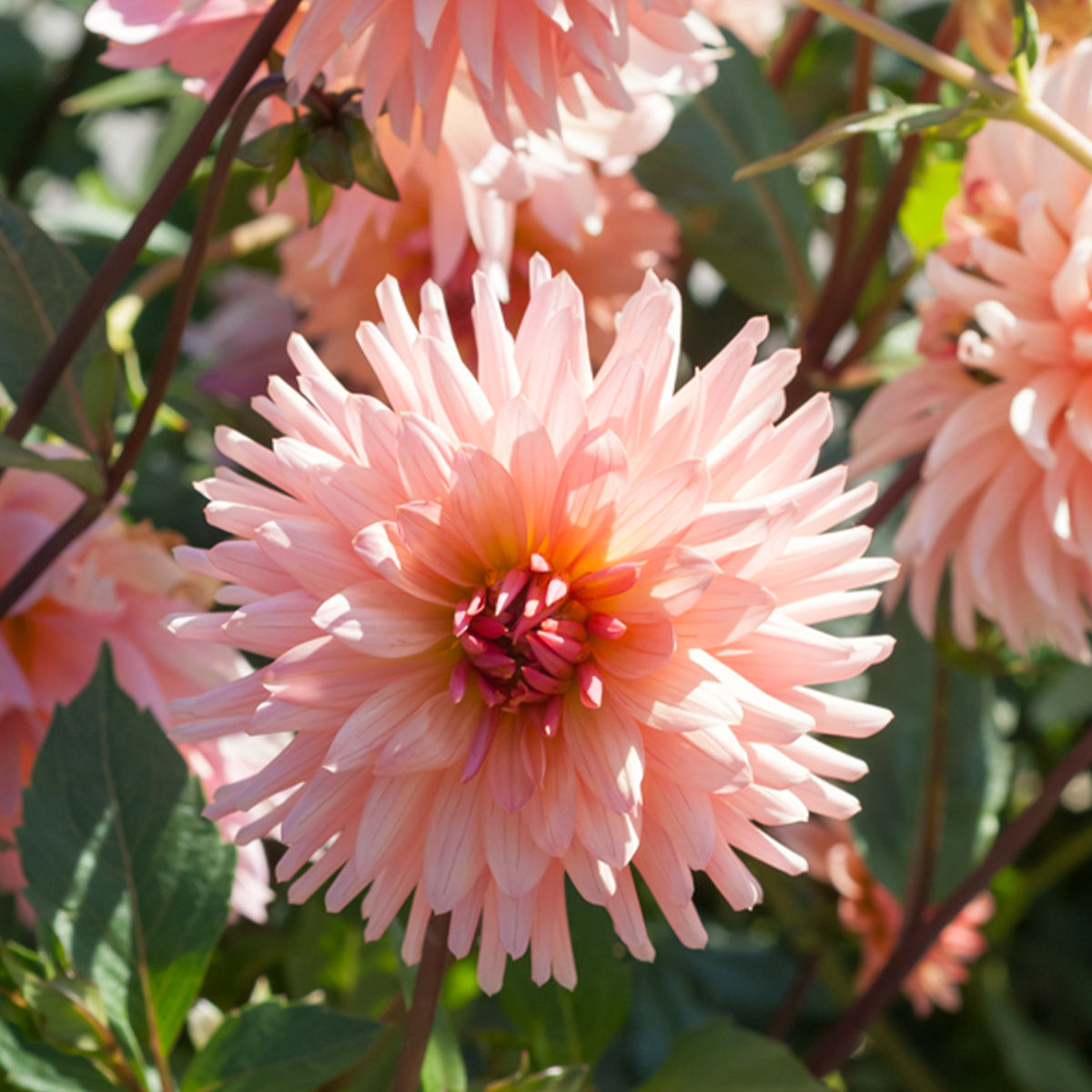Dahlia cactus Préférence - Bakker