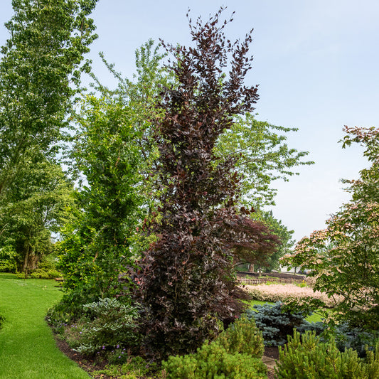Hêtre fastigié pourpre - Bakker