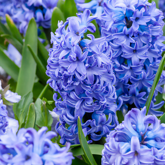 Jacinthe Delft Blue - Bakker