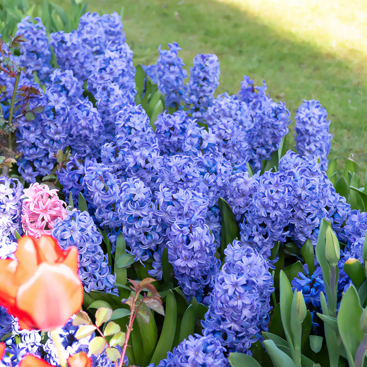 Jacinthe Delft Blue - Hyacinthus orientalis Delft Blue - Bakker