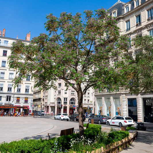 Margousier - Lilas de Perse - Bakker