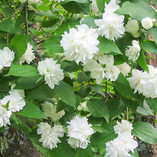 Seringat Minnesota Snowflake - Philadelphus - Bakker