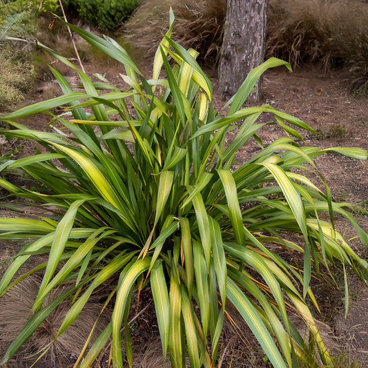 Phormium Yellow Wave - Lin de Nouvelle-Zélande - Bakker
