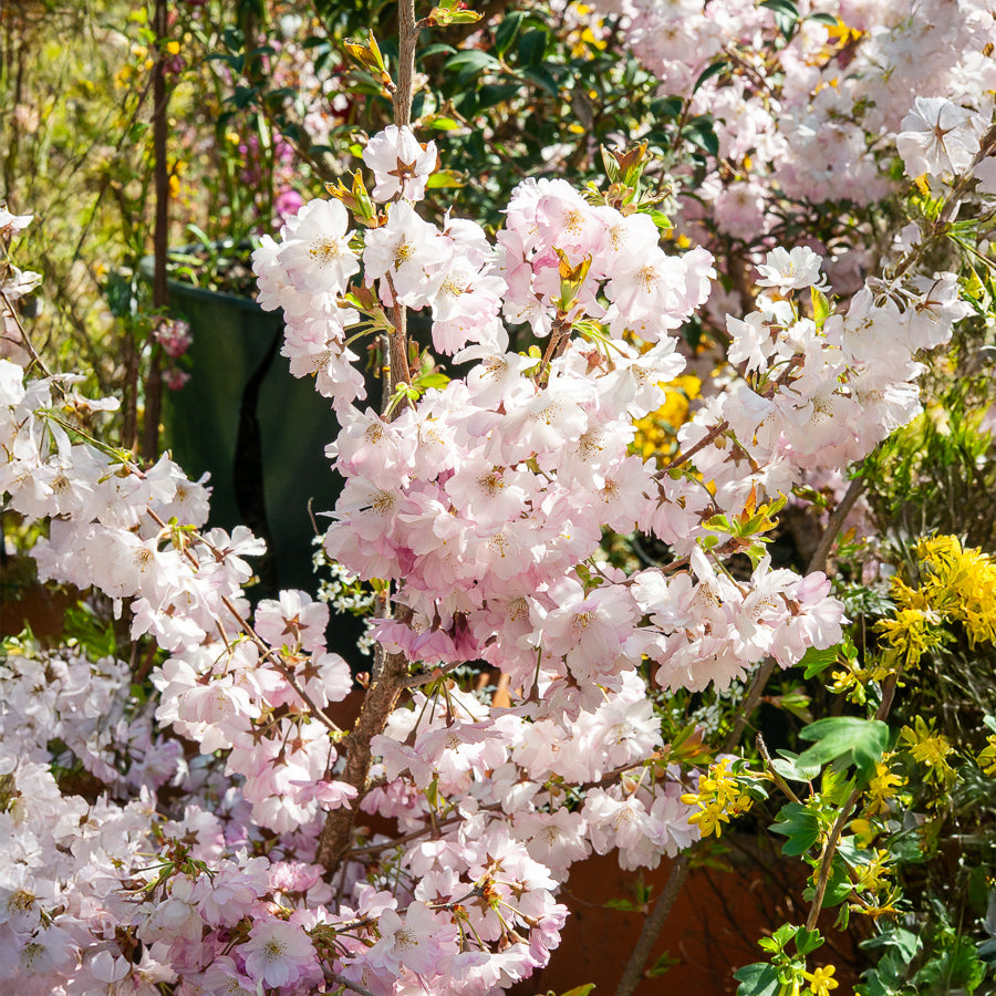 Cerisier à fleurs du Japon Accolade - Prunus Accolade - Bakker
