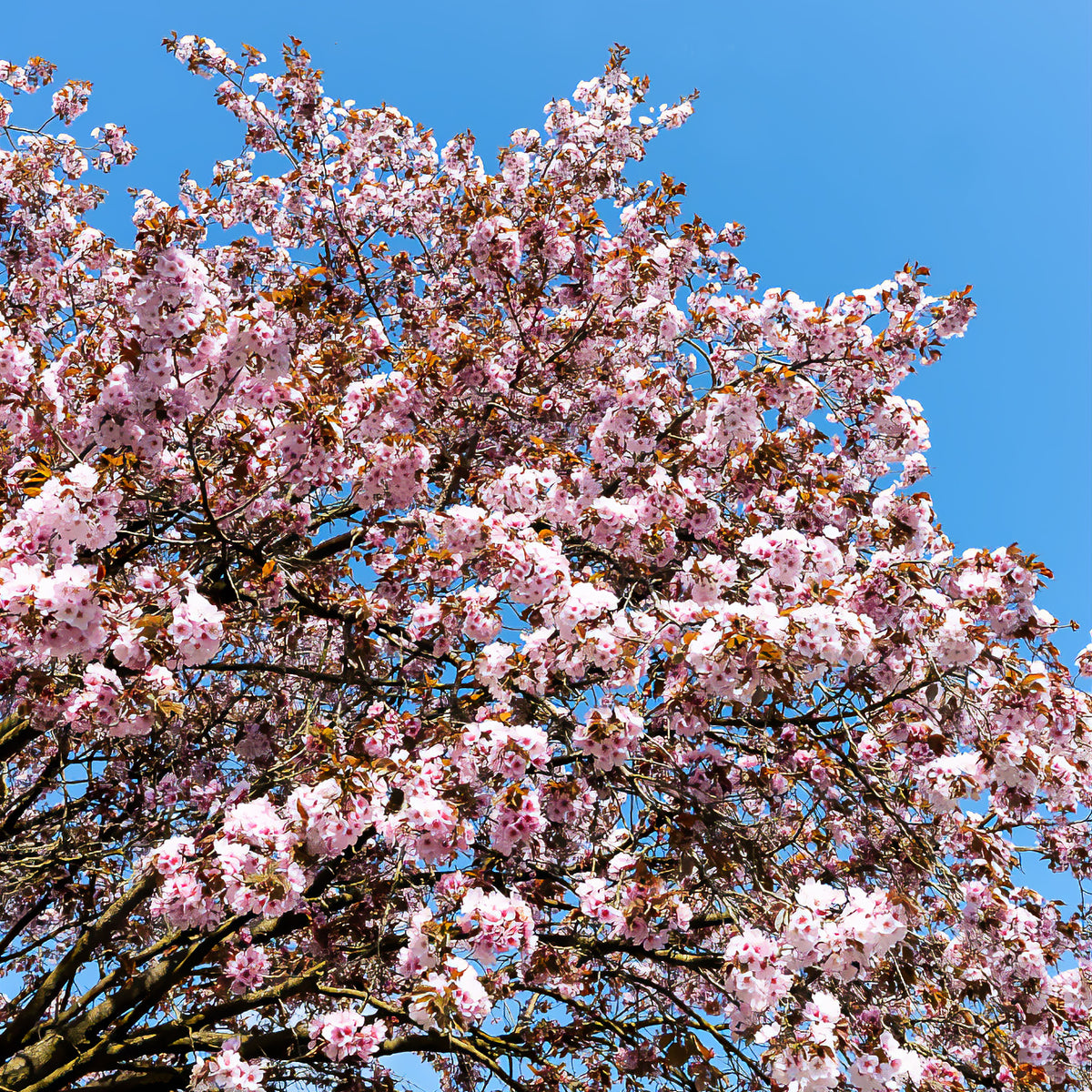 Cerisier de Sargent - Prunus sargentii - Bakker