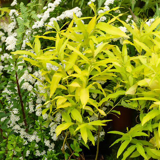 Saule de Sakhaline Golden Sunshine - Bakker