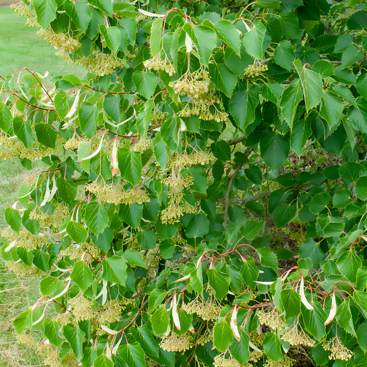 Tilleul de Henry - Tilia henryana - Bakker