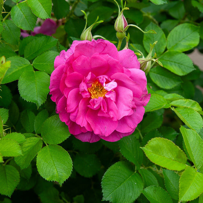 Rosier rugueux Wild Eric - Rosa rugosa Wild Edric - Bakker