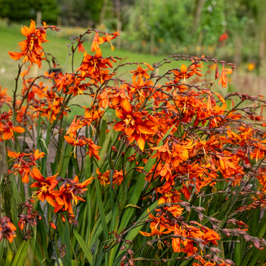 Crocosmia Emily McKenzie - Bakker