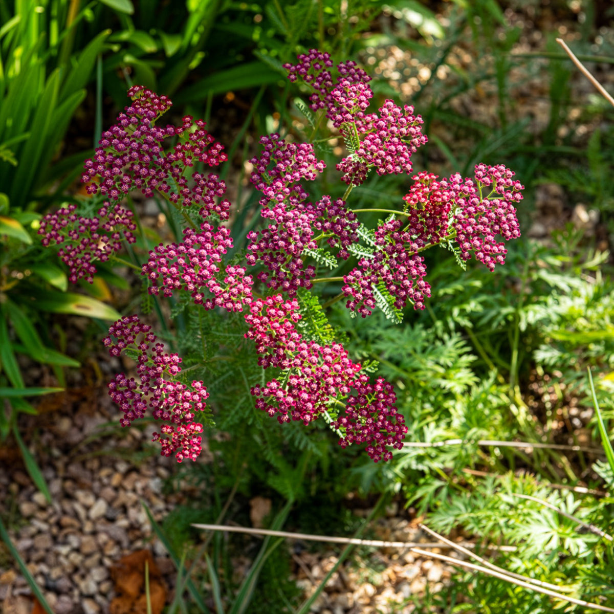 Achillea millefolium Cassis - Achillée millefeuille Cassis - Achillée