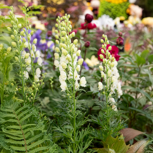 Aconit blanc - Bakker