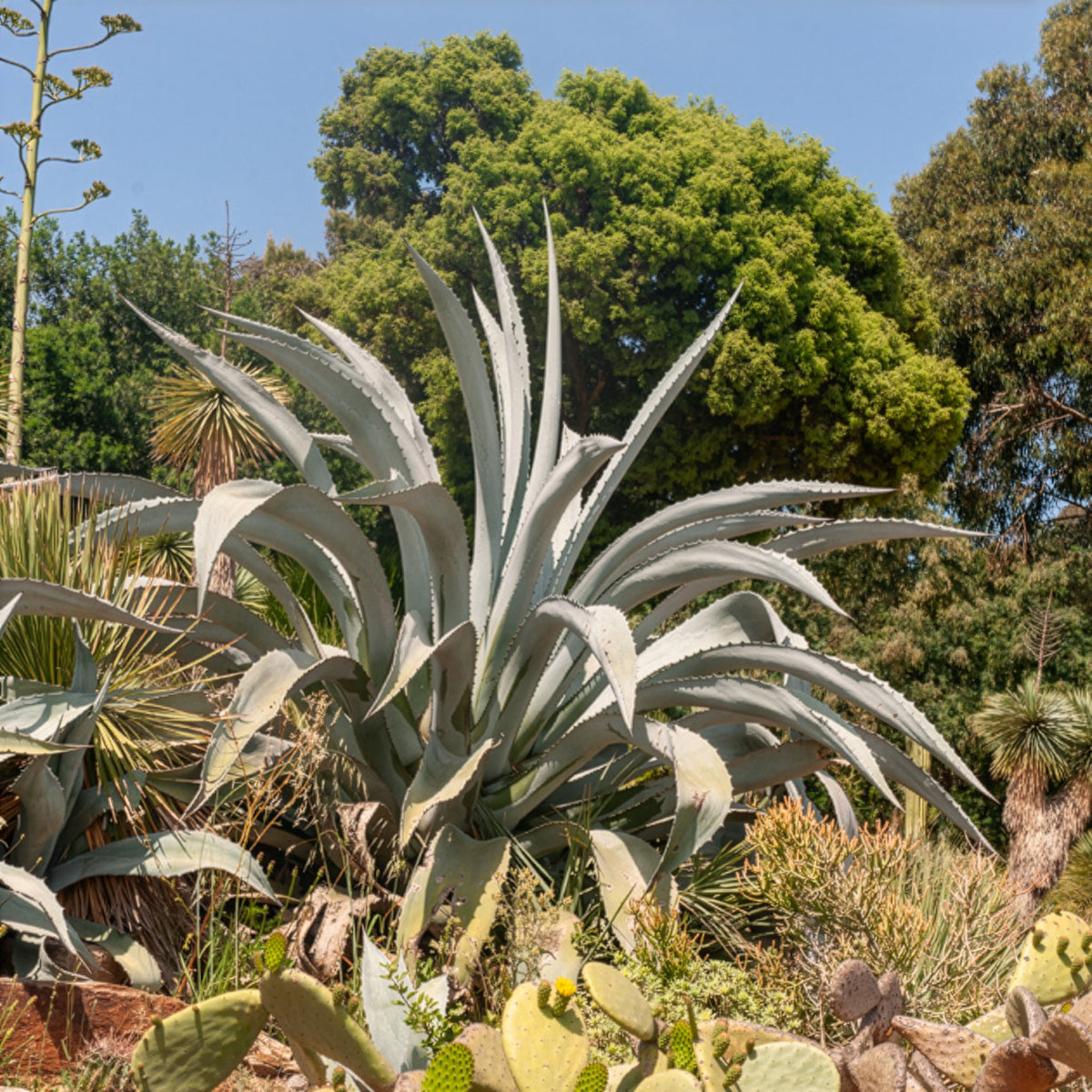 Agave americana - Agave d'Amérique - Agave