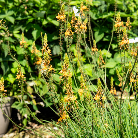 Bulbine Médicus ® - Bakker