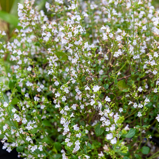 Calament Menthe - Bakker