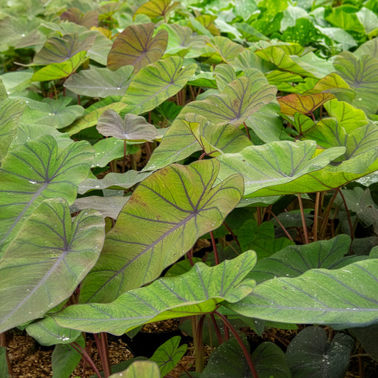 Colocasia Madeira - Oreille d'éléphant - Bakker