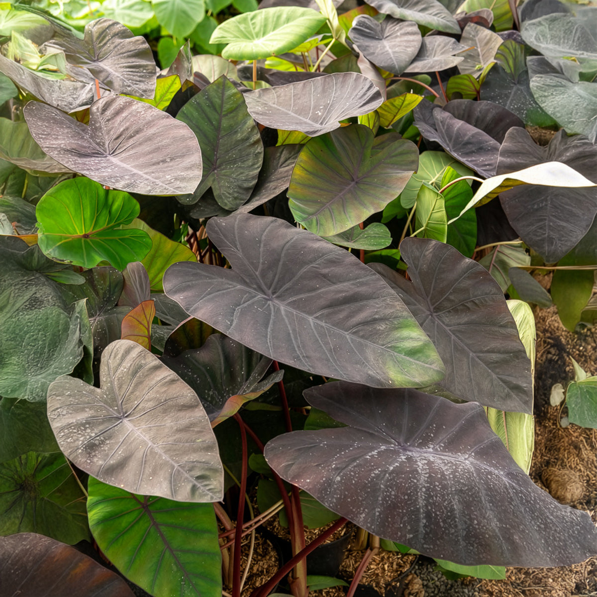 Colocasia Madeira - Oreille d'éléphant - Colocasia esculenta Madeira - Bakker