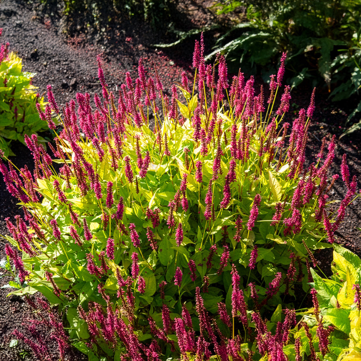 Persicaria amplexicaulis Golden Arrow - Renouée Golden Arrow - Persicaire - Persicaire