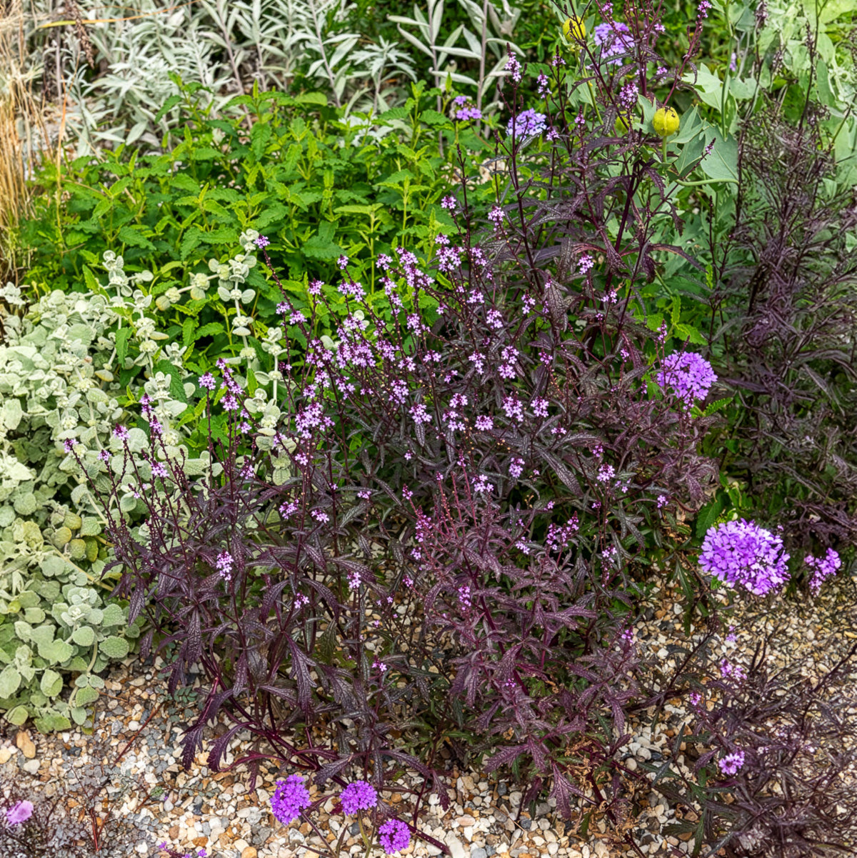 Verveine - Verveine officinale Bampton - Verbena officinalis Bampton