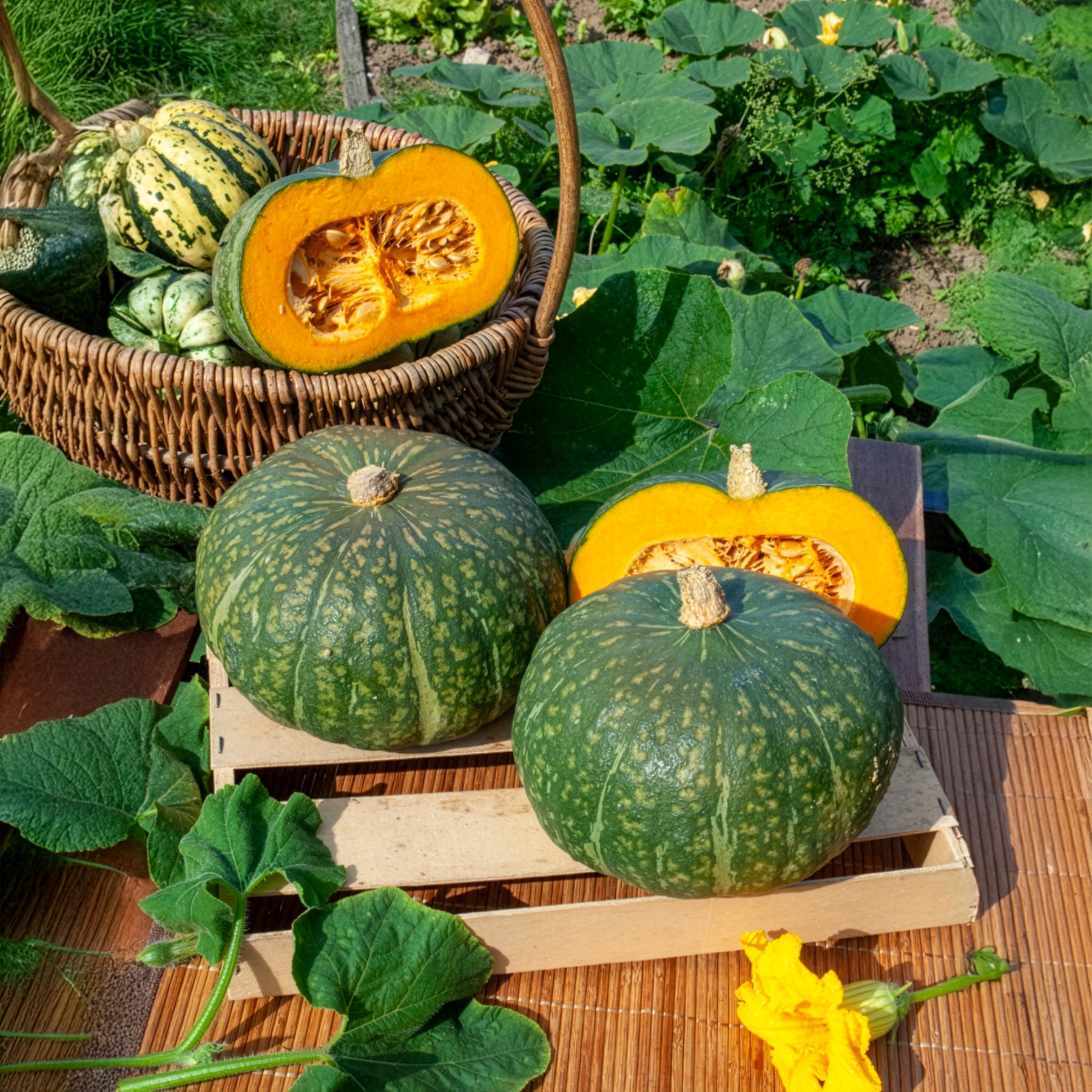 Graines Courge Delicata
