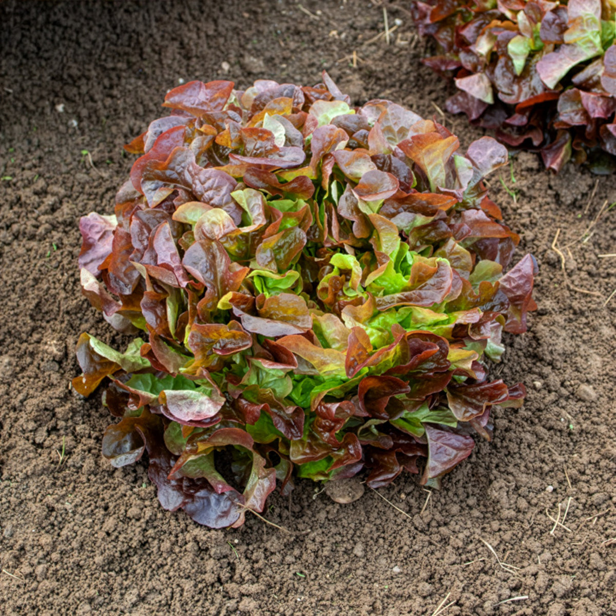 Laitue feuille de chêne rouge Eglantine - Lactuca sativa Eglantine - Bakker