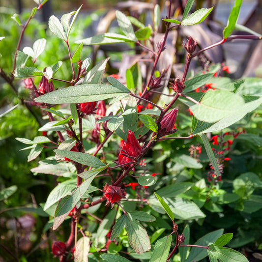Hibiscus sabdariffa - Oseille de Guinée - Bakker