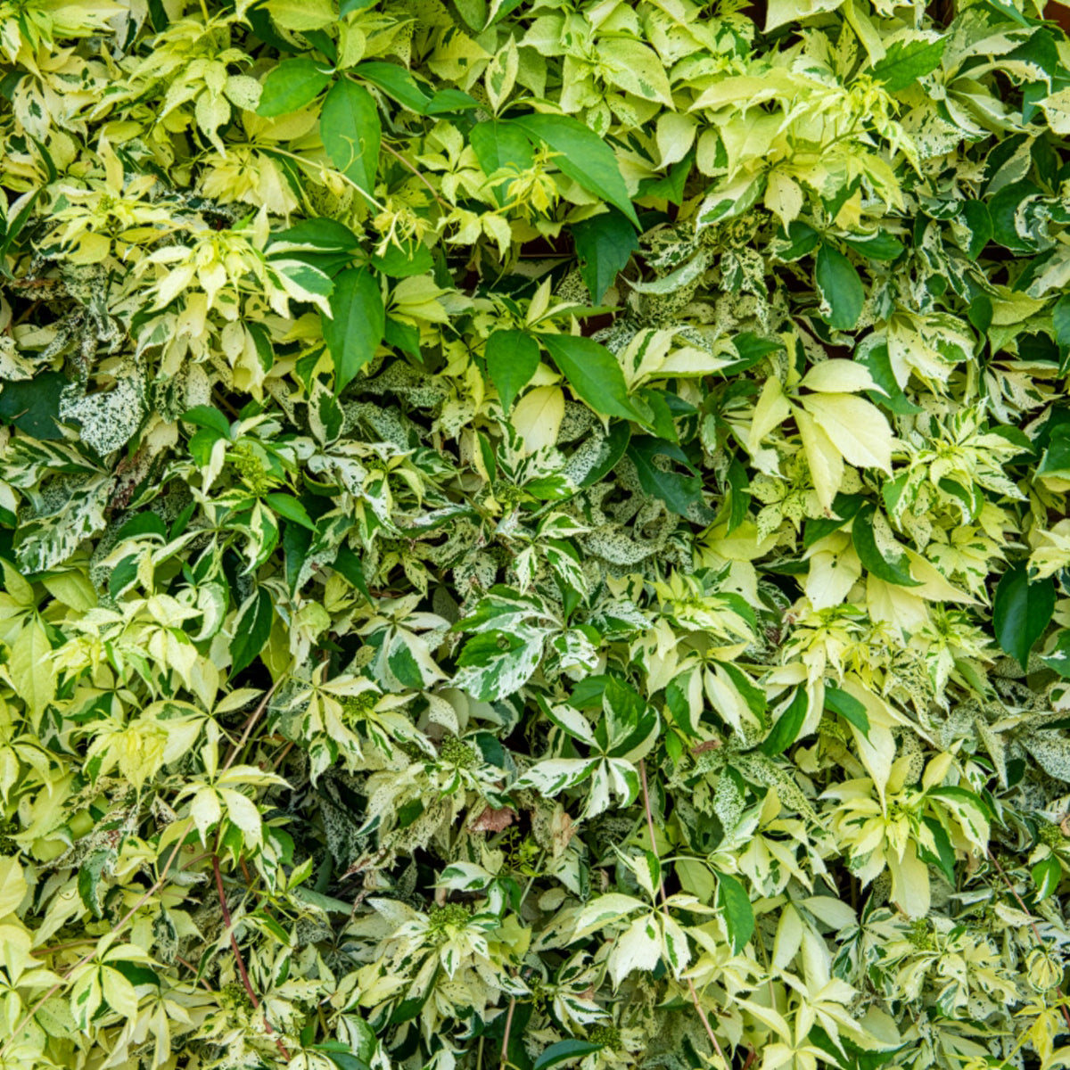 Vigne vierge Star shower® - Parthenocissus quinquefolia Star shower® Mooham - Bakker