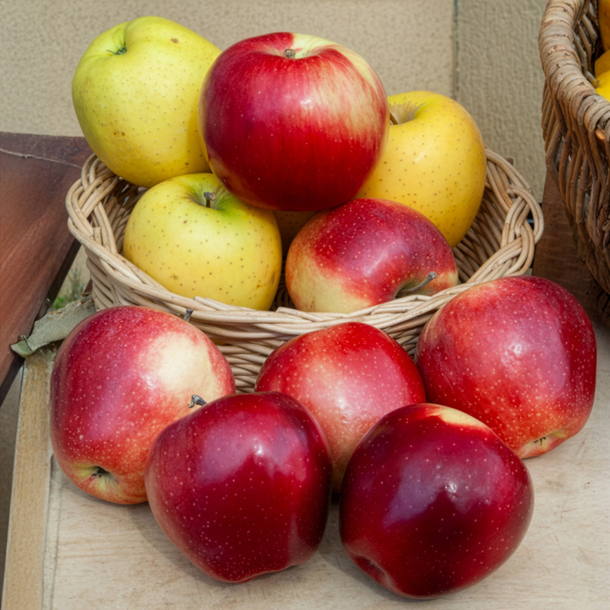 Pommier Gloster - Malus domestica Gloster - Bakker