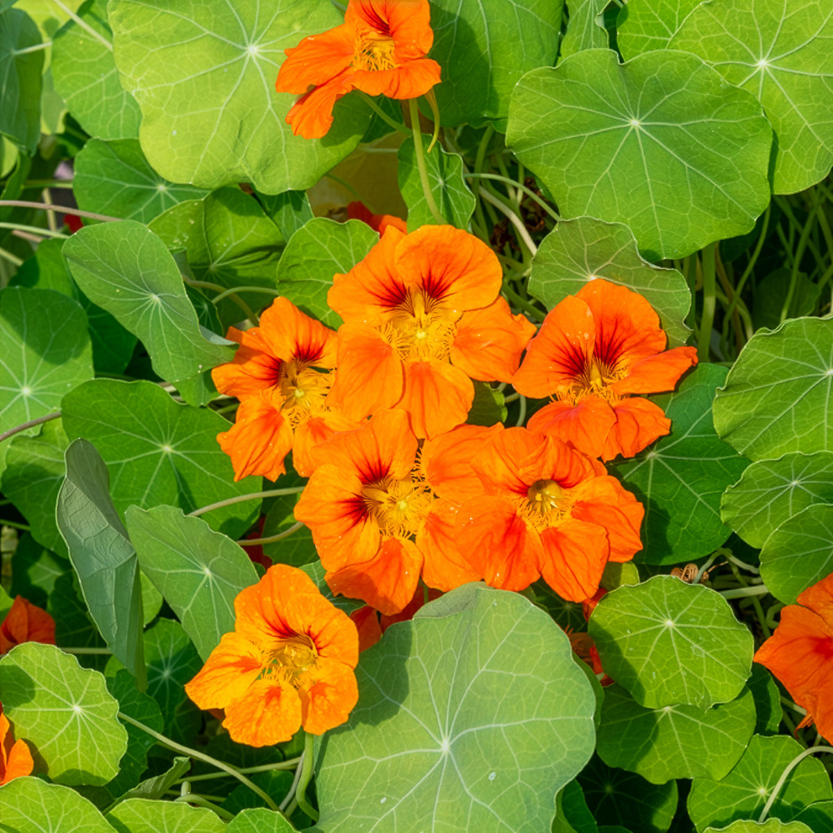 Capucine orange - Tropaeolum majus - Bakker