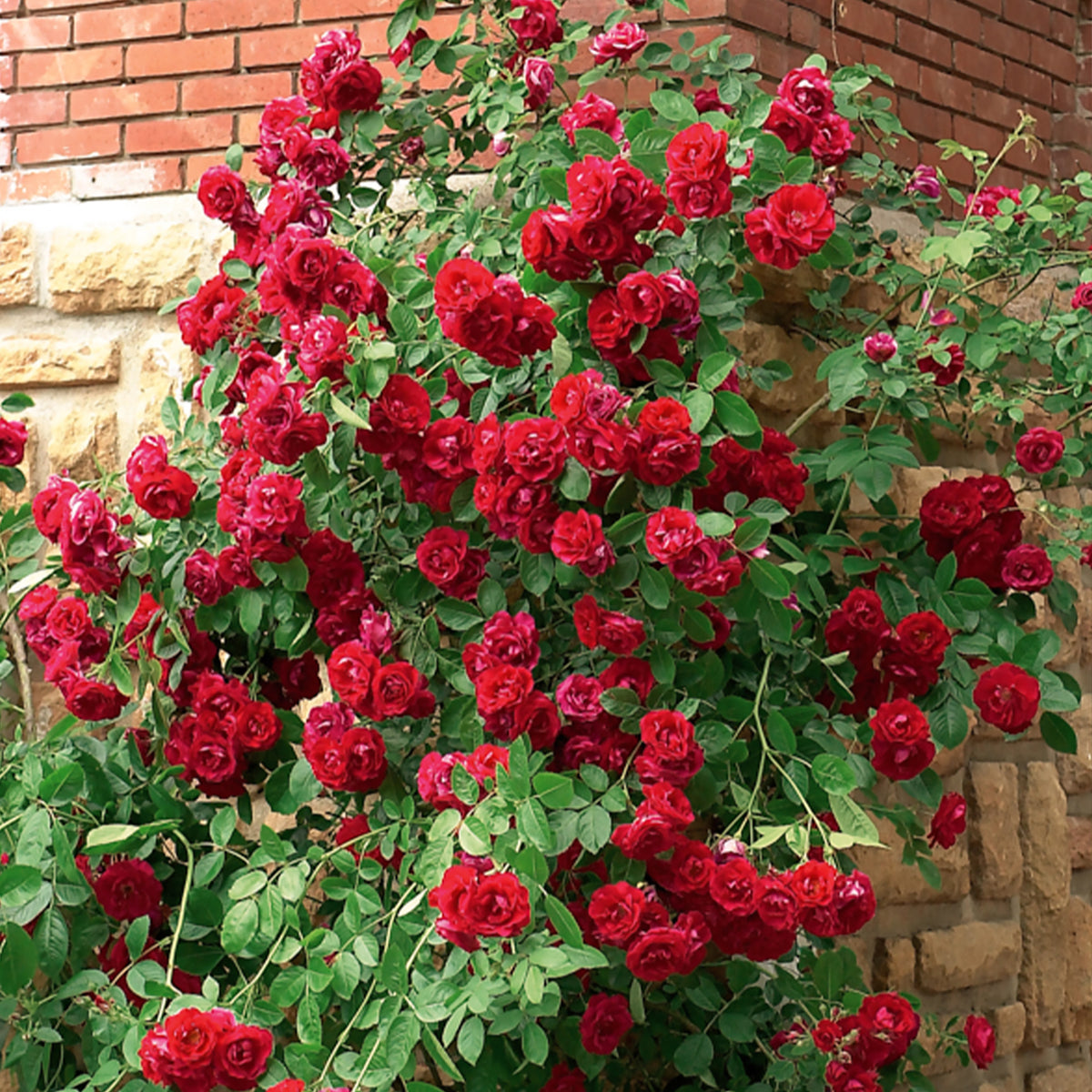 Rosier grimpant rouge - Bakker