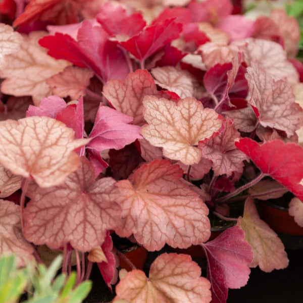 Heuchera georgia peach - Heuchère Georgia Peach - Heuchère