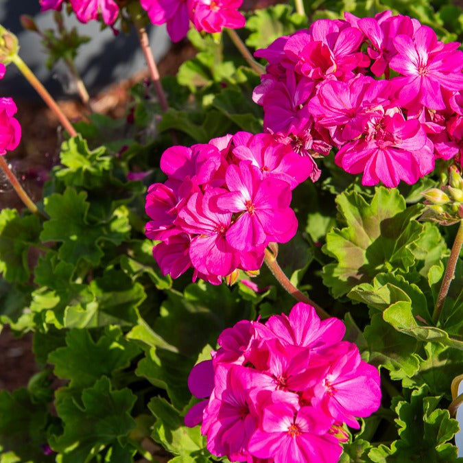 Géranium - Pélargonium - Collection de 6 Géraniums : rouges, blancs, Dark Lilac - Pelargonium zonale